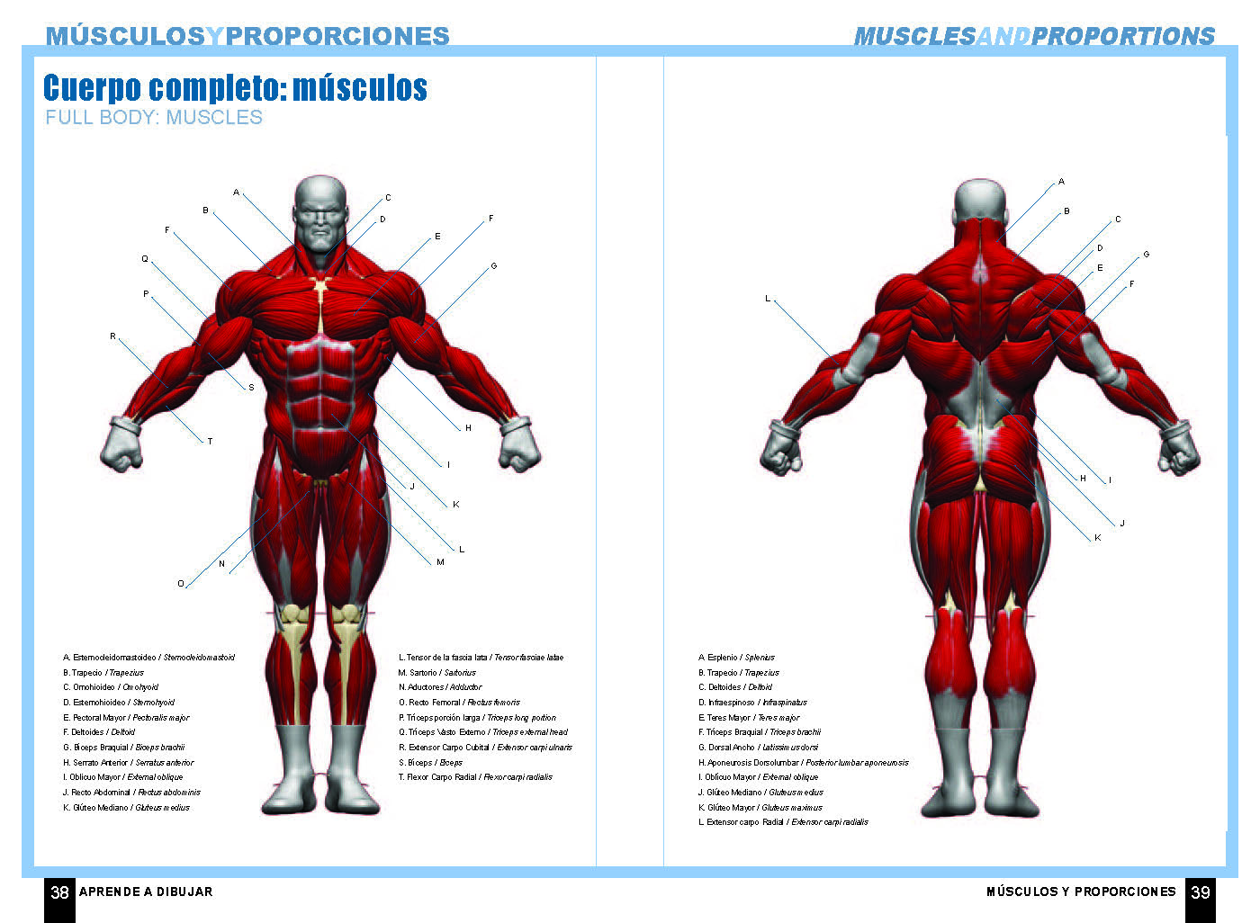 Pin On Anatomia Para Artistas